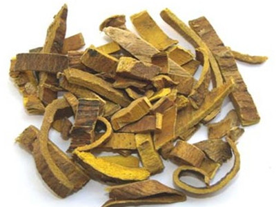 黄柏 清热燥湿的良药，功效主治全解析