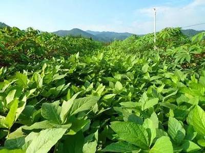 一田双收巧套种 中药材高效种植的增收秘诀